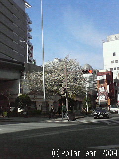 京橋の桜（＾＾*
