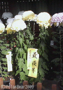 キレイな菊を観て【大国魂神社菊花展１】
