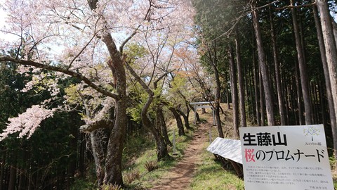 上川乗から三国山、鎌沢入口へと縦走しました。２０１９年４月。