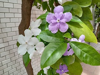 「仮定法」の問題と「助動詞」の問題との混同から見えること。 「仮定法」の問題と「助動詞」の問題との混同から見えること。