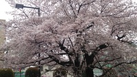 駅前の桜がやっと満開！