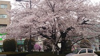 駅前の桜がやっと満開！