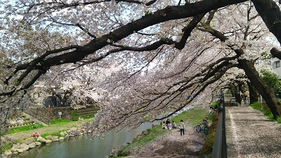 野川の桜も素敵です！