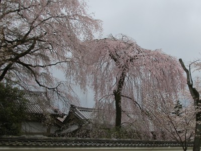 国宝醍醐寺の花見　