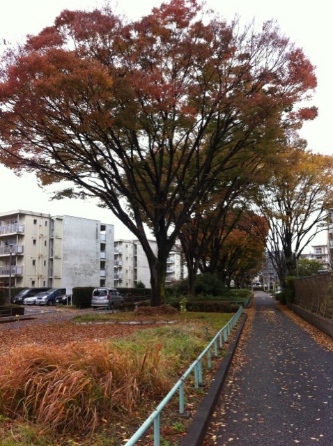 落ち葉の通学路