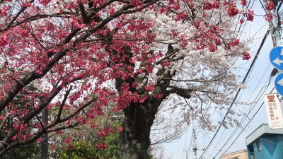 仙川　さくら散歩2012　4月6日号