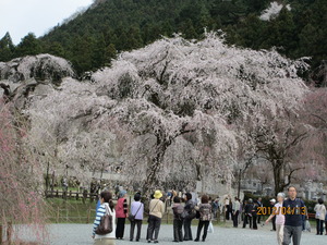 清雲寺の桜を見てきました