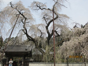 清雲寺の桜を見てきました
