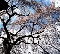 廣園寺のしだれ桜（2019年3月31日）