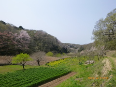 とっとこ４月７日（日） 畦桜
