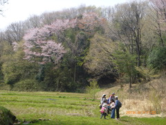 とっとこ４月７日（日） 畦桜