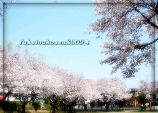 福東公園の桜2