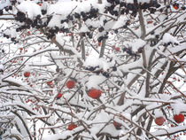 雪の新年