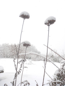 雪の新年