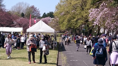 桜の日立中央研究所庭園＆お鷹の道　散策