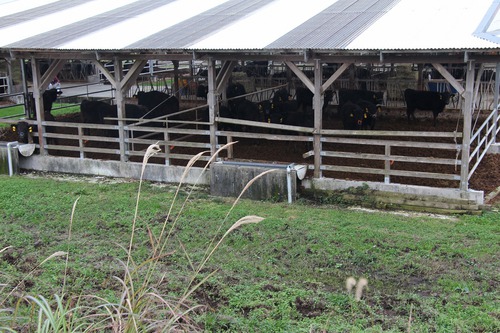 綾町の畜産業