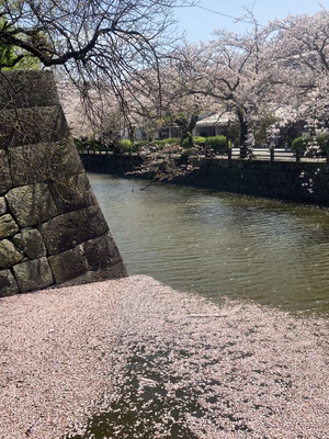 小田原城址の桜