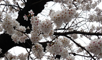 上野＠不忍池の桜