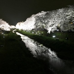 東京調布　野川の桜ライトアップ、圧巻～♪