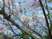 都知事選挙と桜と春の花たち★