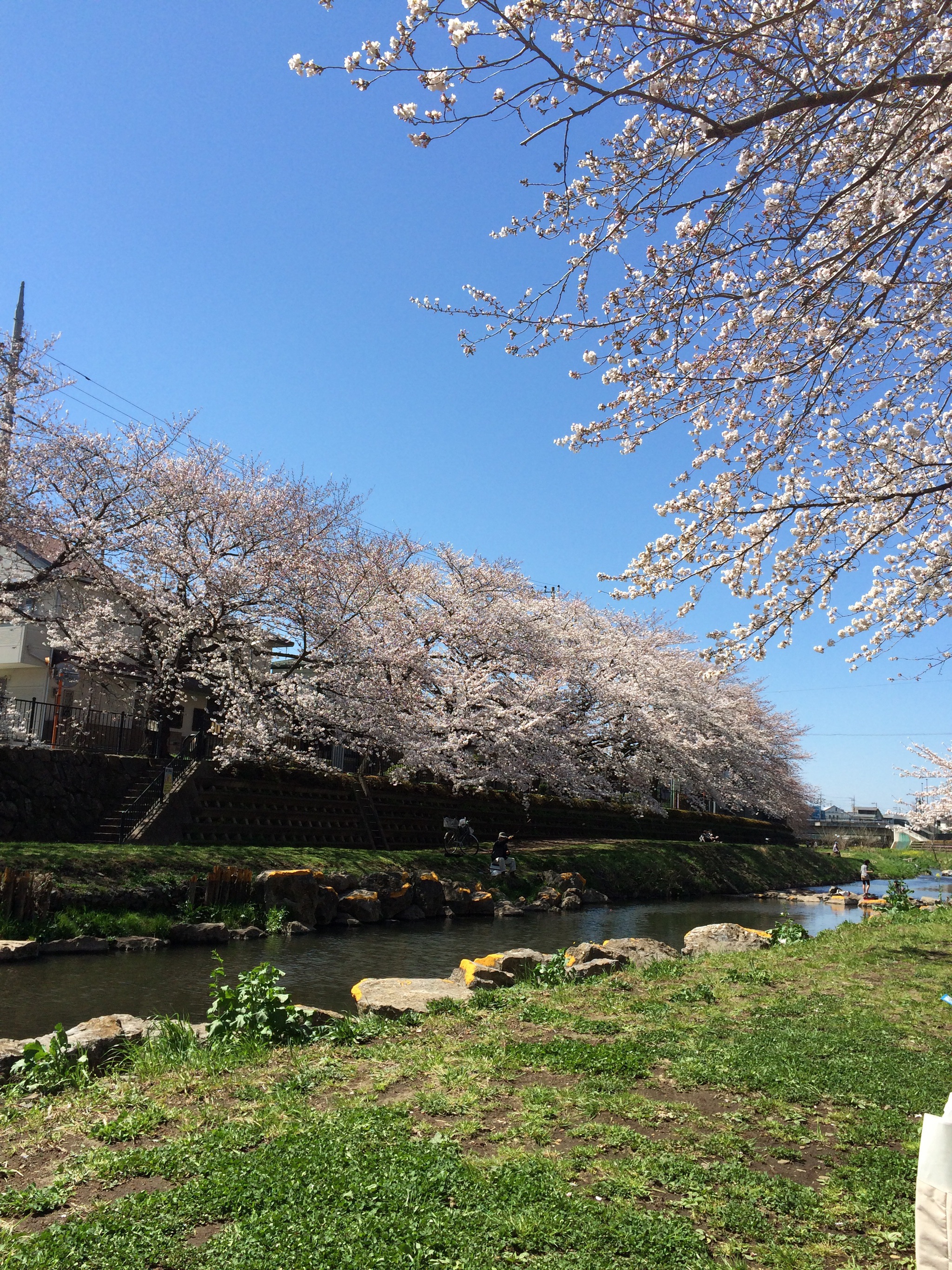 【調布お花見】野川や武蔵野の森公園の桜・お花見スポット
