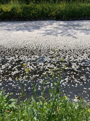 野川の桜2020～花いかだ～