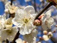 ウメの花