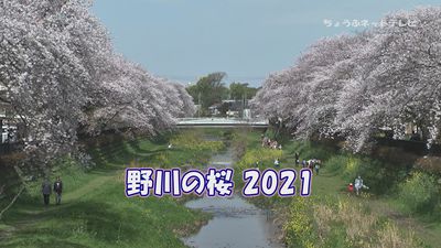 野川の桜2021