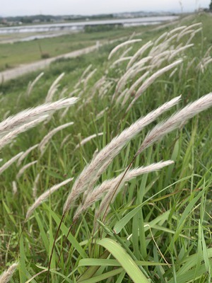 ちょうふネットテレビ 初夏の多摩川 チガヤ