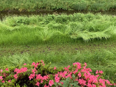 初夏の野川～走り梅雨～