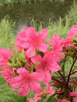 初夏の野川～走り梅雨～