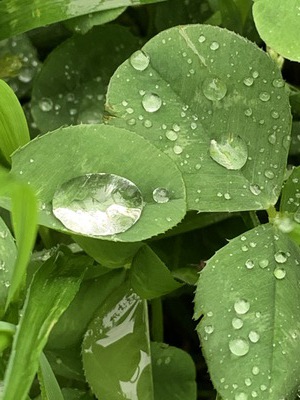 初夏の野川～走り梅雨～