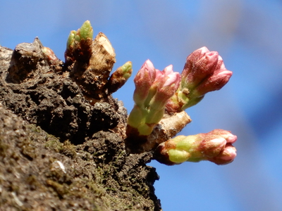 野川の桜2022～ピンク色の蕾～