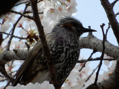 野川の桜2022～花冷え～