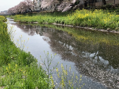 野川の桜2022～散りゆく～