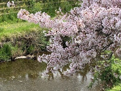 野川の桜2022～散りゆく～