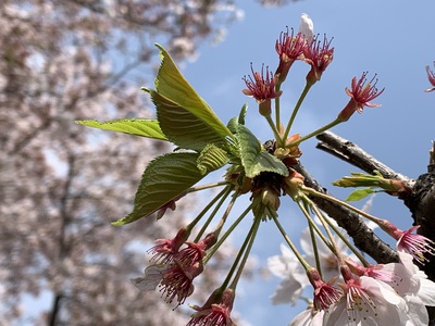 野川の桜2022～散りゆく～