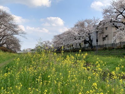 野川の桜2023～初々しい花～