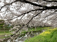 野川の桜2024～五分咲き～