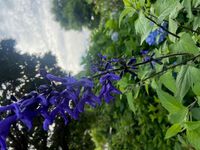 花たちとの対話