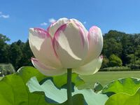 植物公園で過ごす夏のひととき！