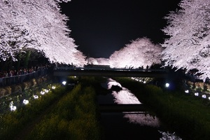 野川の桜ライトアップについて　（４月１０日開催日）