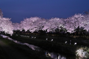 【行ってきました】野川桜ライトアップ２０１２