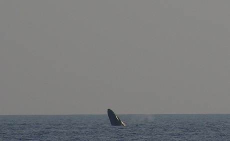 ザトウクジラ