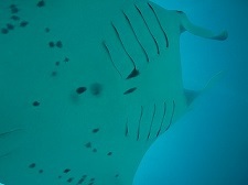 いよいよパラオへ