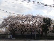 桜
