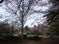 桜咲くよ桜さくよさくら！
