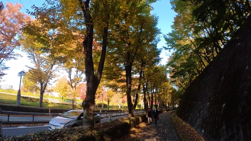 ★稲城市向陽台の街路樹の紅葉がすてきです。
