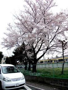 三鷹電車区前の桜