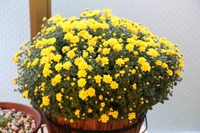 ベランダの花２